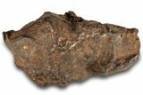 Impressive Gebel Kamil Iron Meteorite ( lbs) - Egypt #263319-1